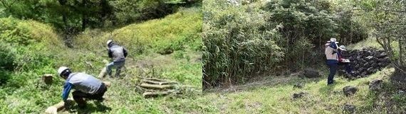 비양도 비양나무 자생지 정비(왼쪽),자연문화재 모니터링(오른쪽) 사진=제주자연문화재돌봄사업단 제공
